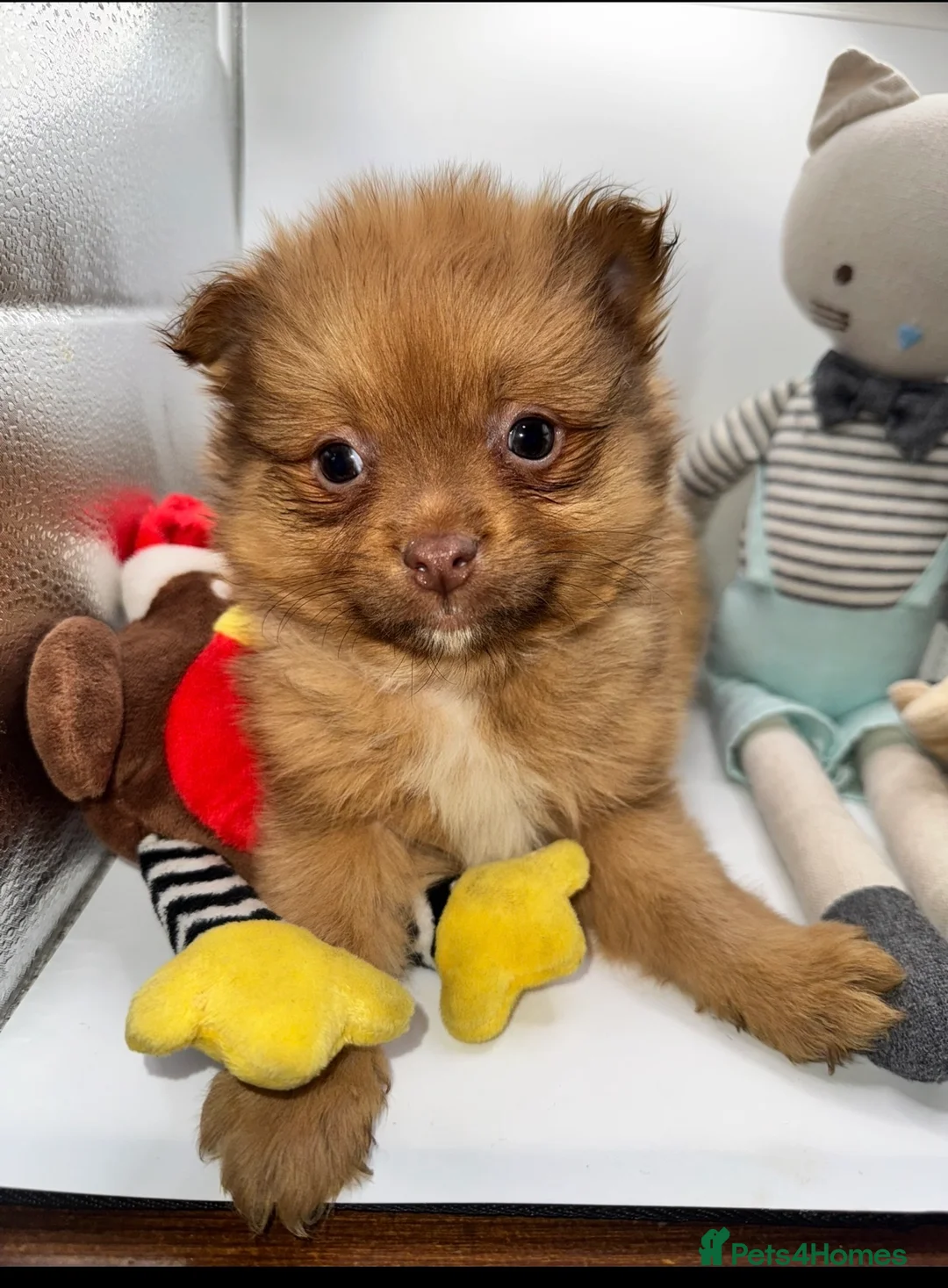 Pomeranian dogs for sale: ✨🐶One BOY Adorable Pomeranian Puppy 🐶✨ - Advert 6