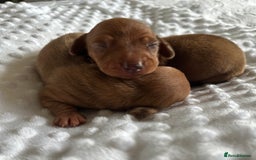 Miniature Dachshund dogs for sale: KC  miniature daschund  - Image 2