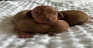 Miniature Dachshund dogs - Advert 3