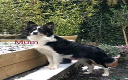 Border Collie dogs for sale: Litter Announcement-5 Tri Border Collie puppies   - Advert 2