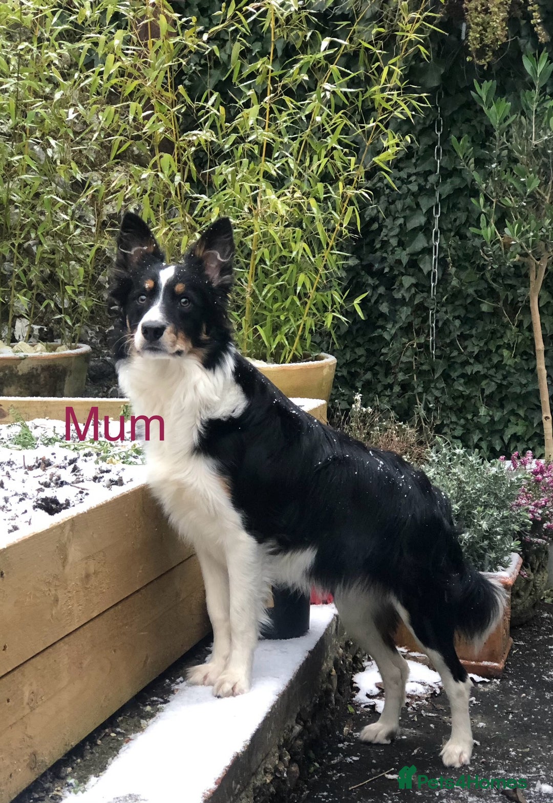Border Collie dogs for sale: Litter Announcement-5 Tri Border Collie puppies   - Advert 2