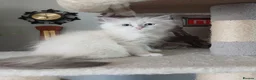 Siberian cats for sale: Purebred Siberian male kittens. - Advert 22
