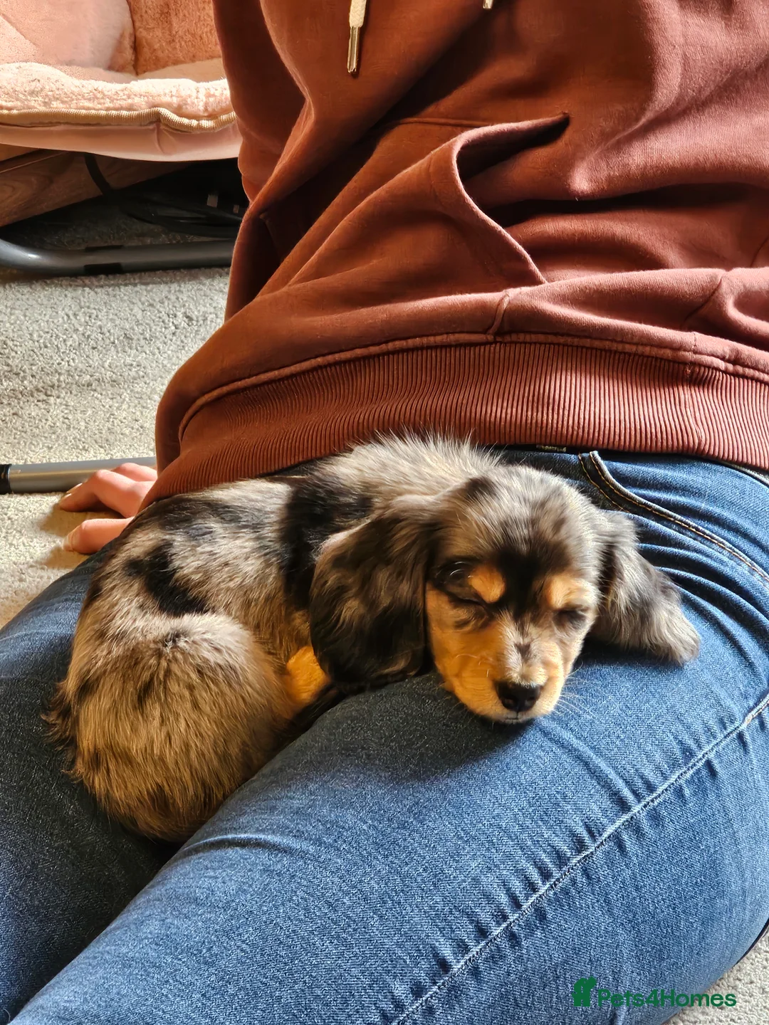 Dachshund dogs for sale: Beautiful Dashchund - Advert 3