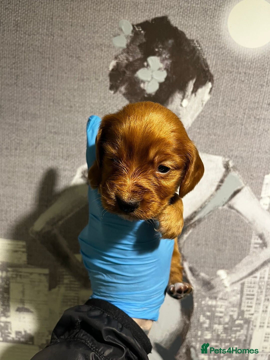 Cocker Spaniel dogs for sale:  cocker spaniel  - Advert 12