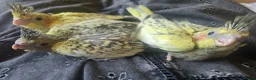 Cockatiels birds for sale: Baby cockatiels for sale - Advert 3