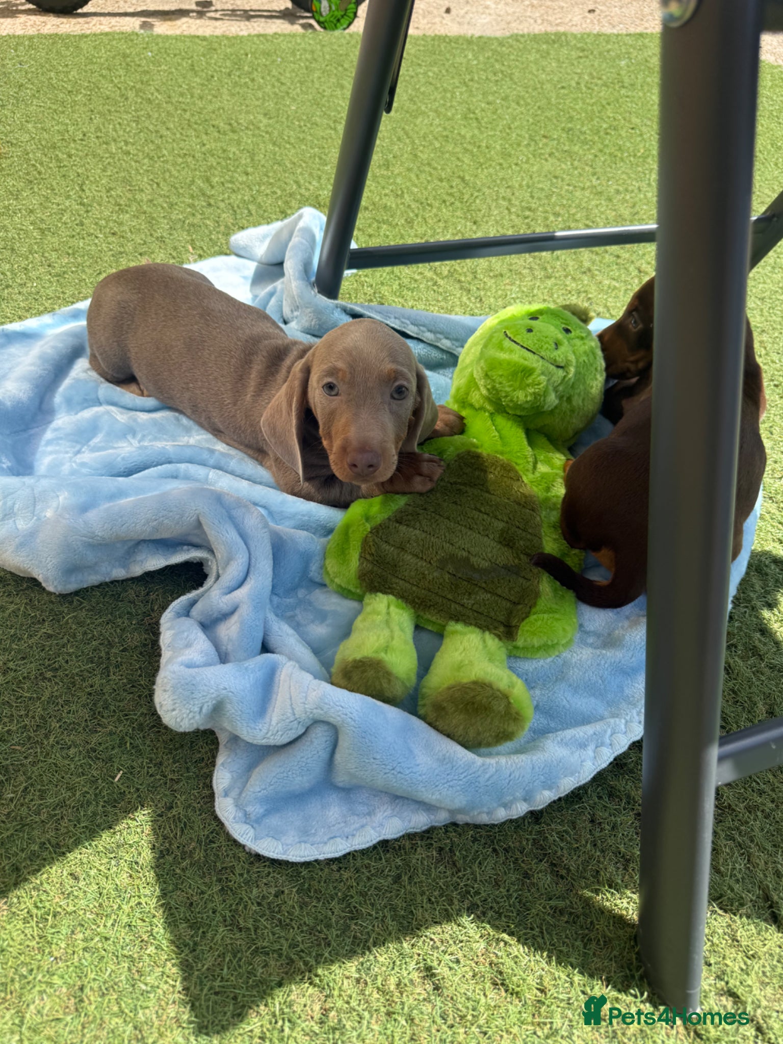 Miniature Dachshund dogs 1 silver boy remaining  🐶  - Advert 2