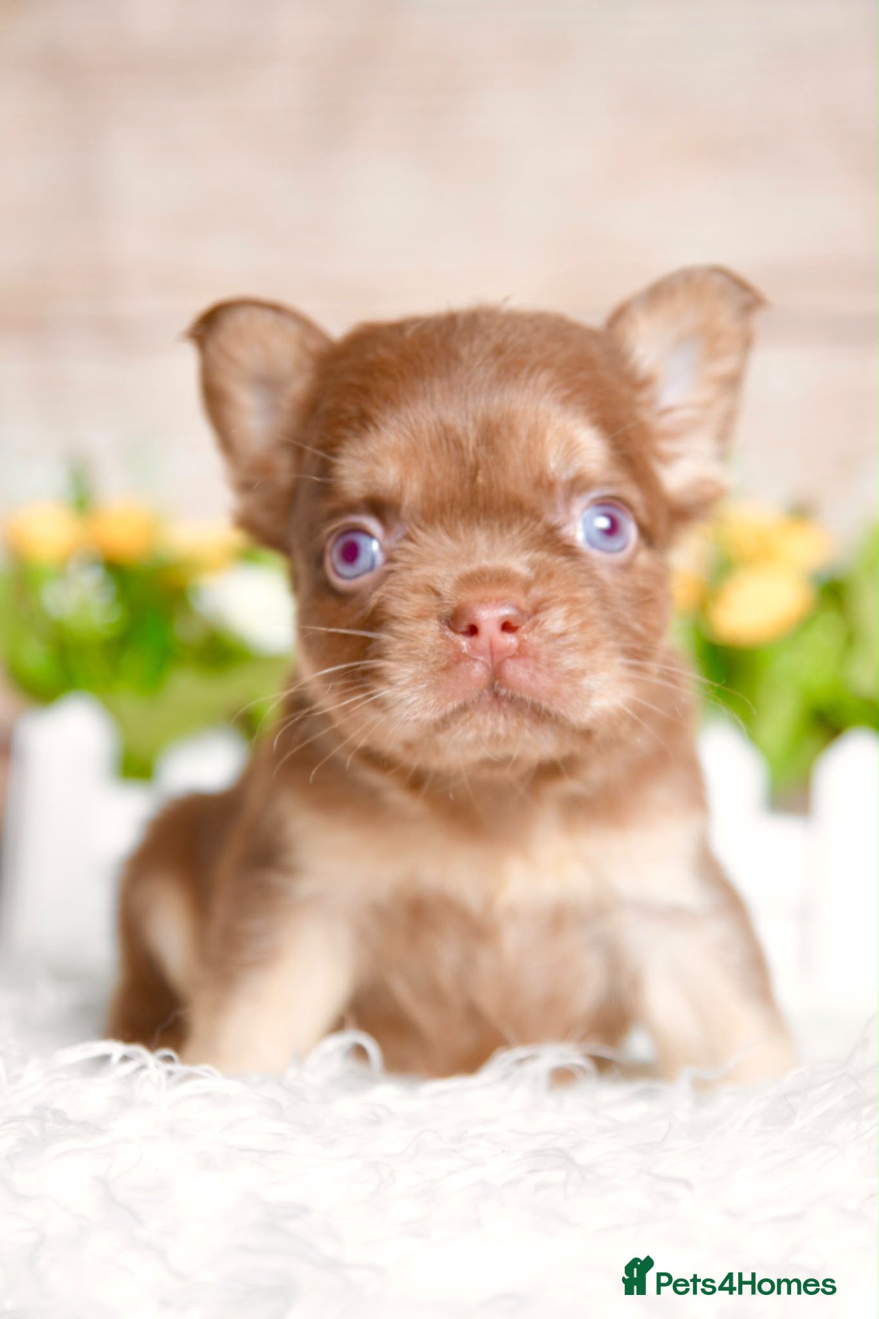 French Bulldog dogs Kc registered chocolate and tan frenchies - Advert 1