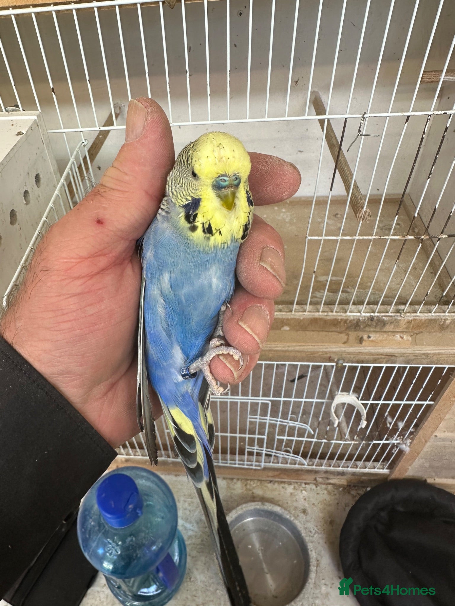 Budgerigars birds Budgies for sale  - Advert 14