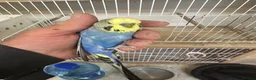 Budgerigars birds for sale: Budgies for sale  in Spalding - Advert 1