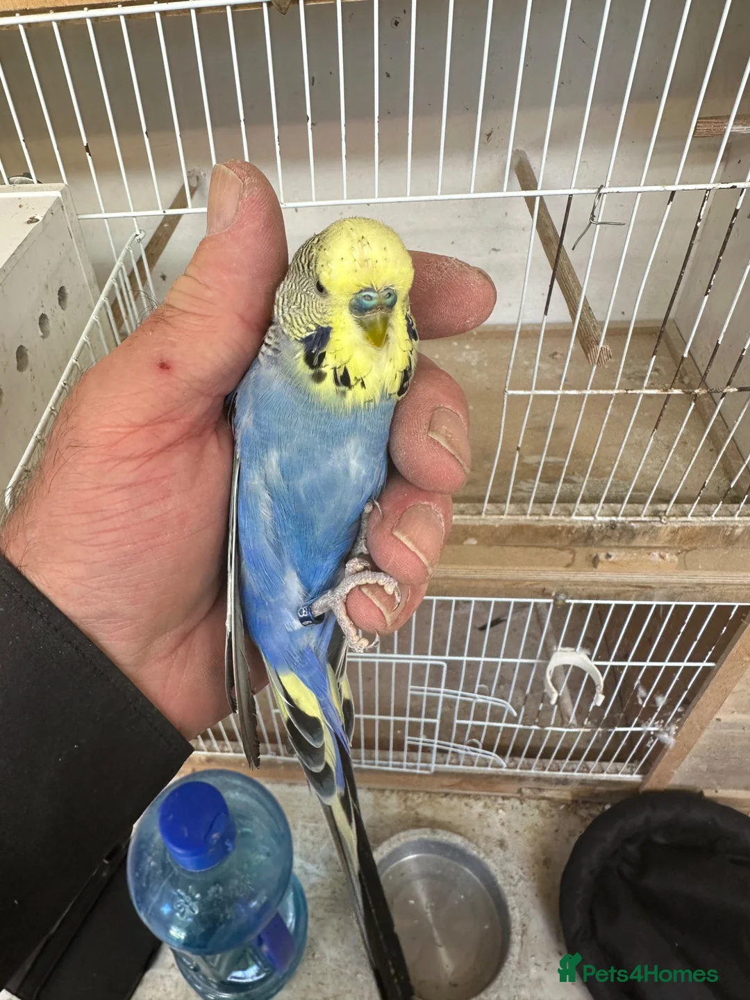 Budgerigars birds for sale: Budgies for sale  in Spalding - Advert 1