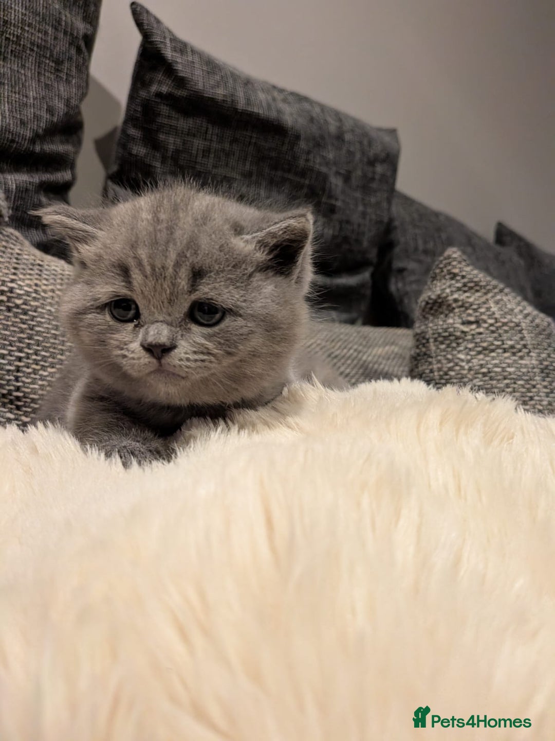 British Shorthair cats for sale: Multi-colour GCCF British Shorthair kittens  - Advert 40