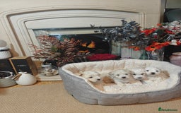 Mixed Breed dogs for sale: Bichon  - Image 5