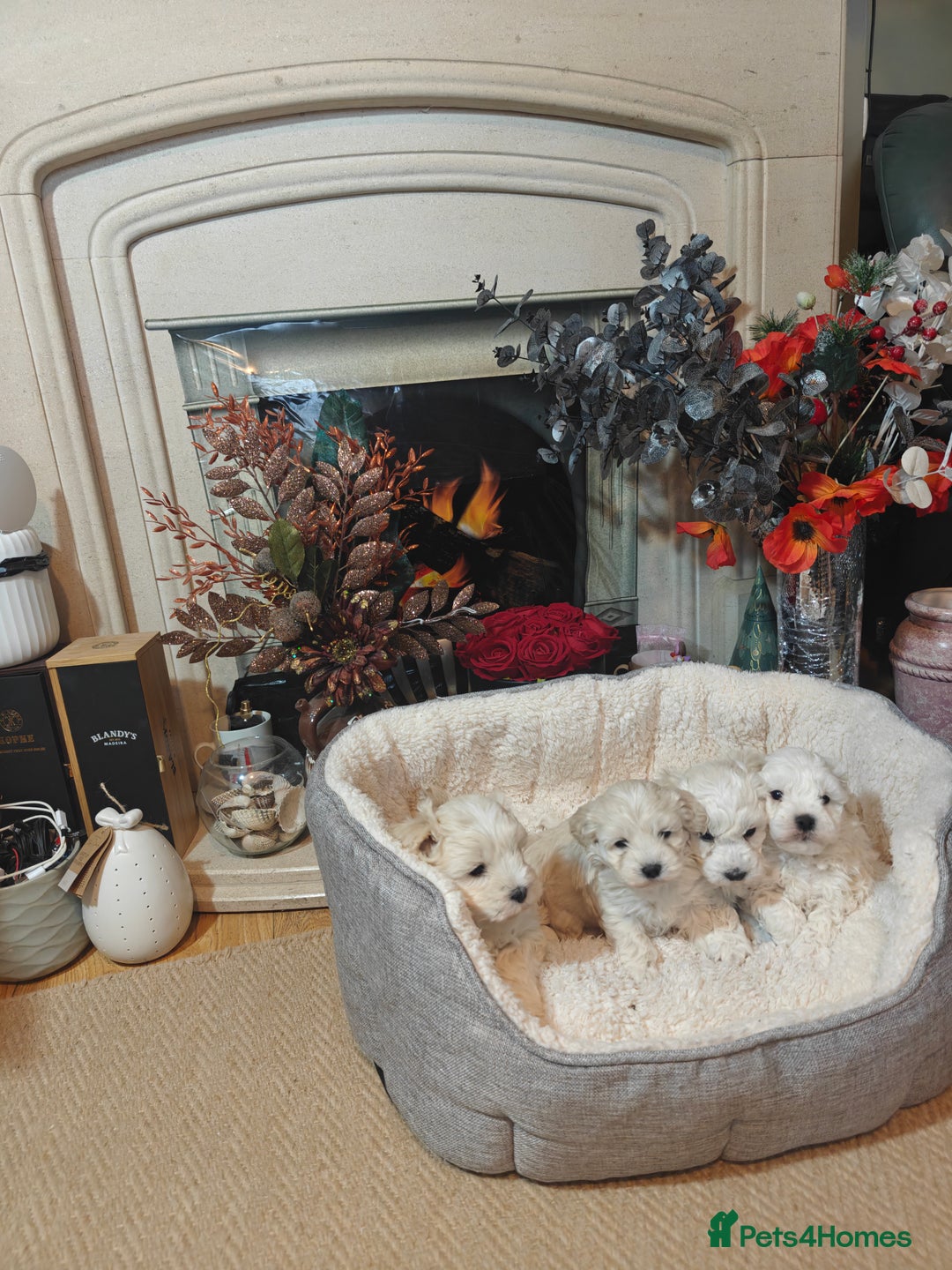 Mixed Breed dogs for sale: Bichon  - Image 5