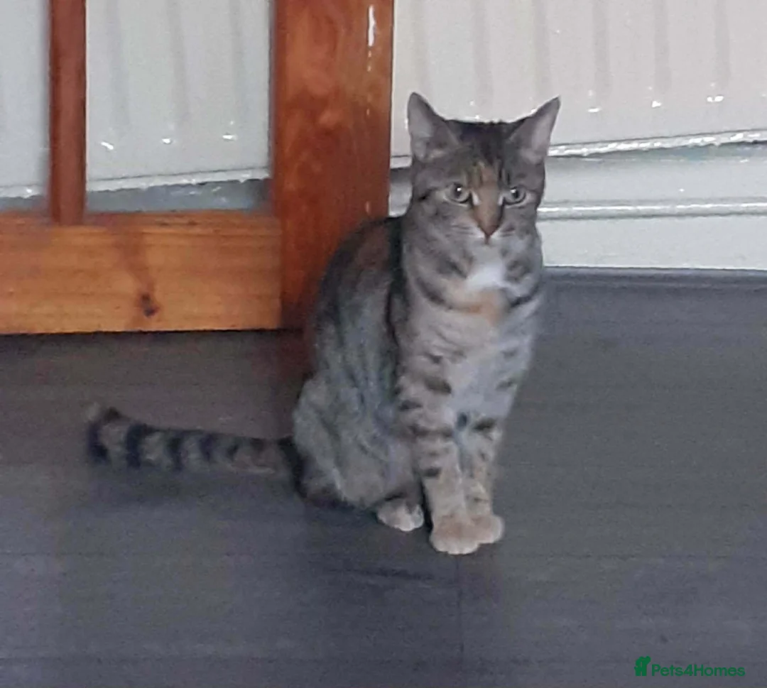 Mixed Breed cats for sale: Kittens  in Huddersfield - Advert 2