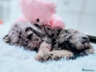 Cavapoo dogs Stunning F2B Cavapoo's Health Tested - Advert 5