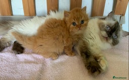 British Longhair cats for sale: BRIRISH long hair kittens - Image 12