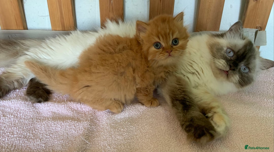 British Longhair cats for sale: BRIRISH long hair kittens - Image 12