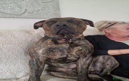 Presa Canario dogs for sale: Gorgeous pressa canario  - Advert 5