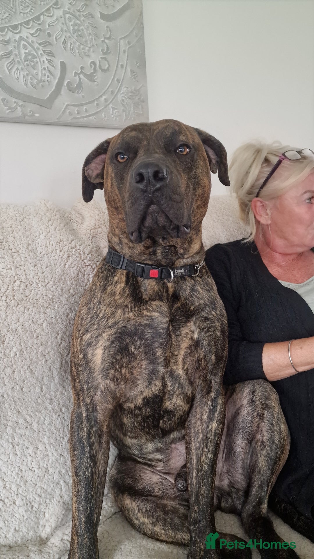 Presa Canario dogs for sale: Gorgeous pressa canario  - Advert 5