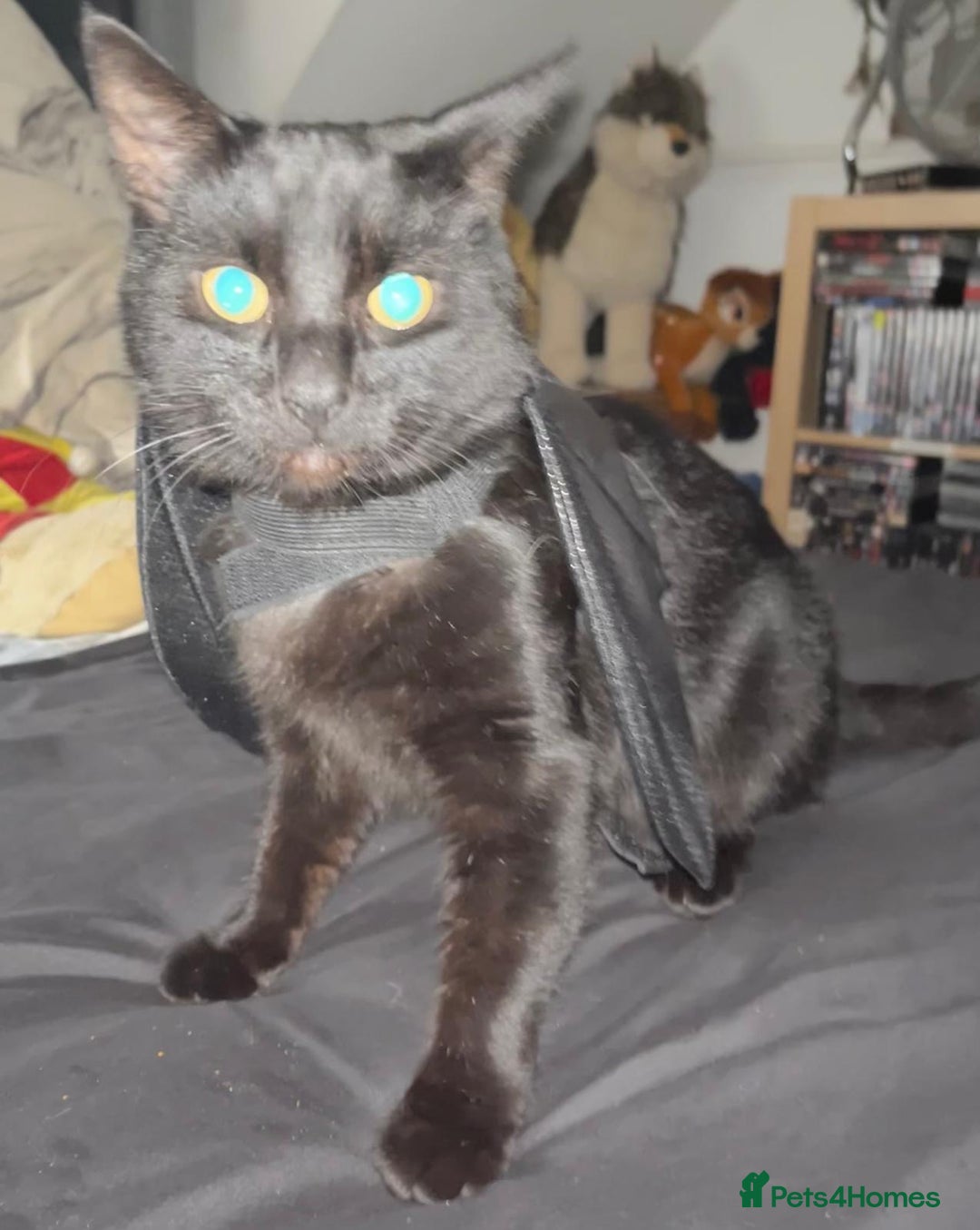 Domestic Shorthair cats for sale: Tod for adoption  - Image 1
