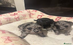 Maltipoo dogs for sale: Maltipoo rare merle colours  - Image 13