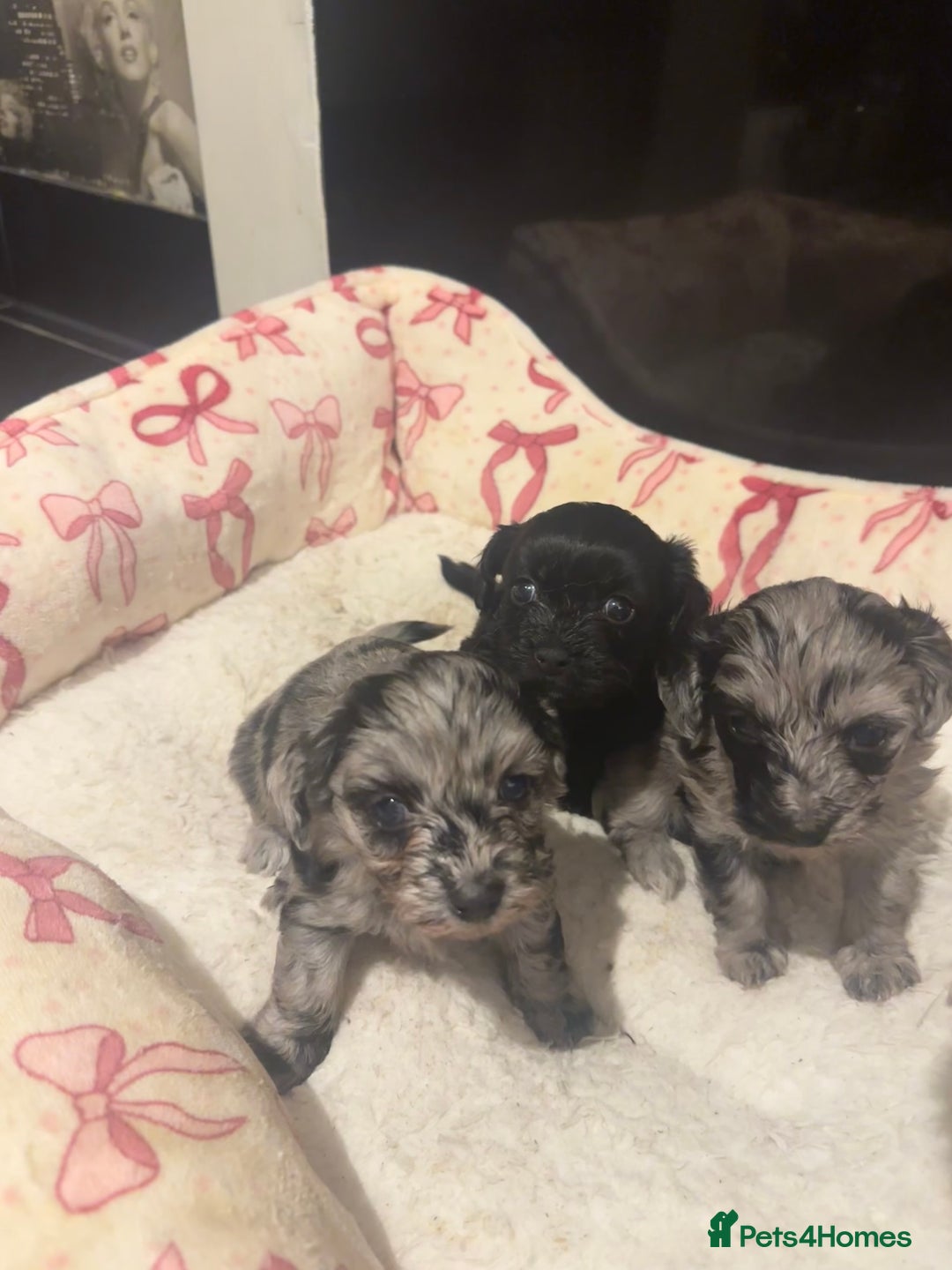 Maltipoo dogs for sale: Maltipoo rare merle colours  - Image 13