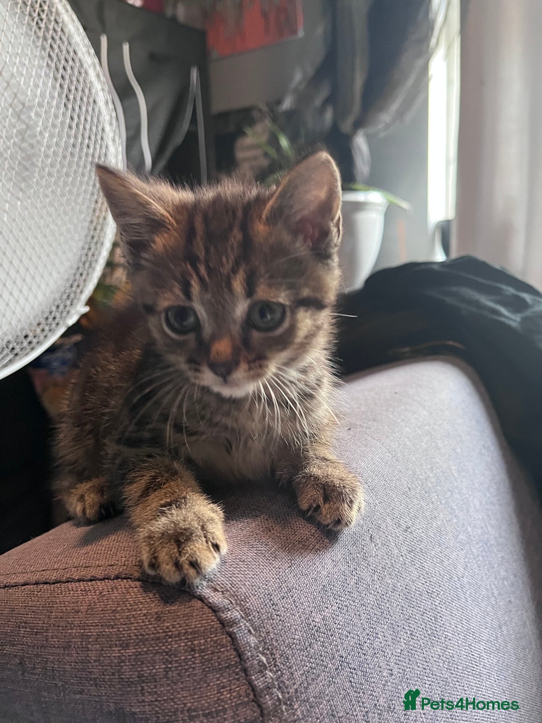 British Shorthair cats for sale: Tabby kitten  - Image 2
