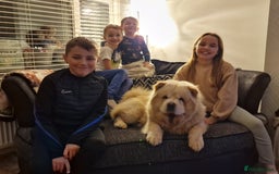 Chow Chow dogs for sale: Bear the chow chow - Image 2