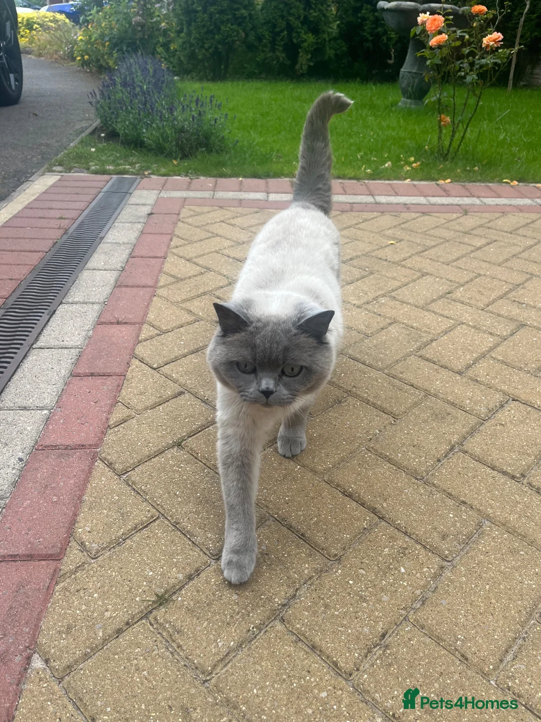 British Shorthair cats for sale: LIZZIE  in Farnborough - Advert 15