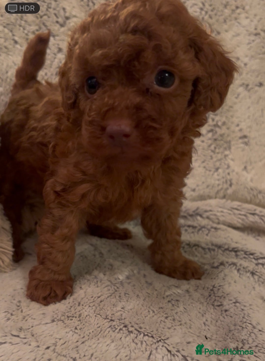 Toy Poodle dogs for sale: KC Registered Red True to Type Toy Poodle Boys  - Advert 6