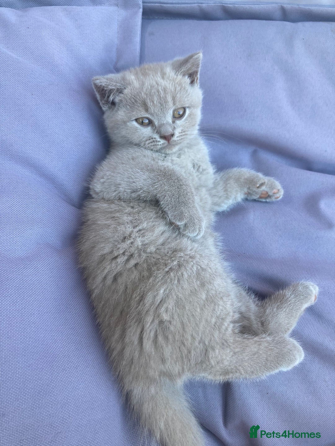 British Shorthair cats for sale: Chester - 🏆Champion bloodline GCCF reg. pedigree kittens - Image 17