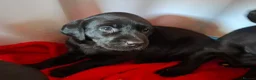 Labrador Retriever dogs for sale: Beautiful Black Labrador Pups - Advert 19