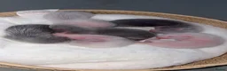 Ferret rodents for sale: ferret kits 🐾 - Advert 10