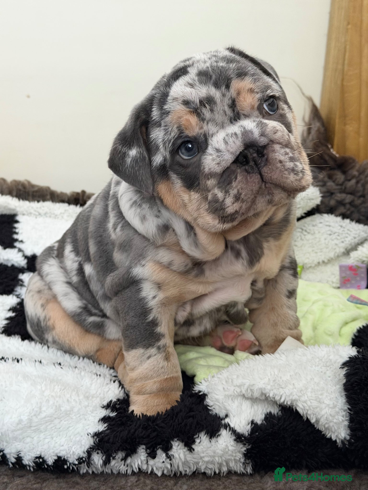 English Bulldog dogs ✨ British Bulldog Male Puppy - Advert 3