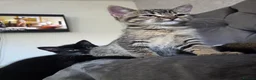 Mixed Breed cats for sale: Beautiful kittens for sale in Hartlepool - Advert 4