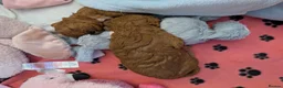 Cavapoo dogs for sale: F1B Deep Fox Red High Quality DNA Clear Puppies  - Advert 11