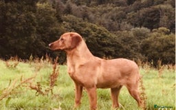 Labrador Retriever dogs for sale: Beautiful KC Reg Labrador Pups - Image 11