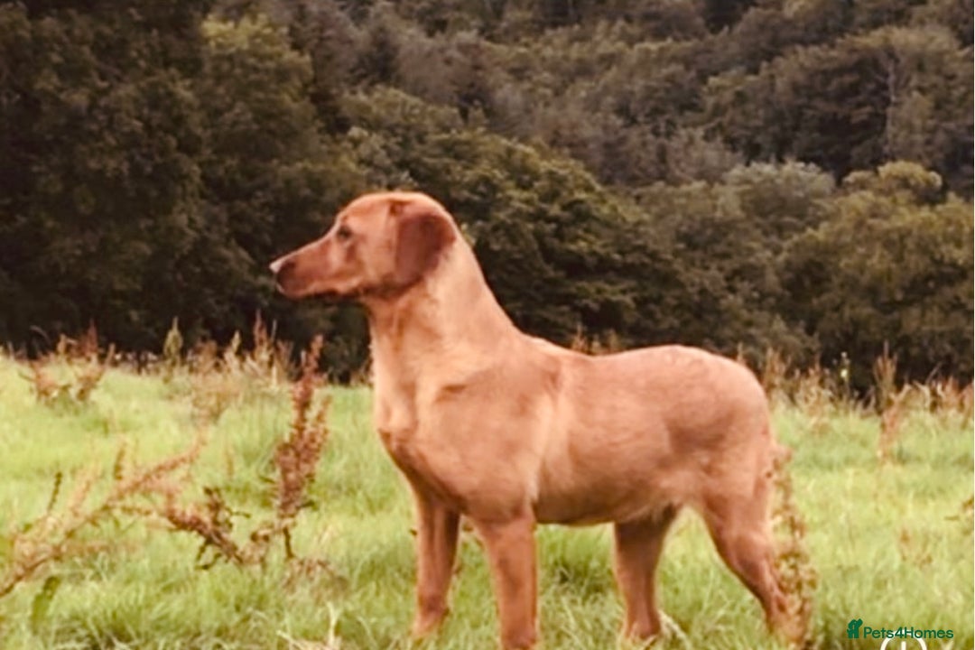 Labrador Retriever dogs for sale: Beautiful KC Reg Labrador Pups - Image 11