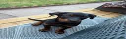 Rottweiler dogs for sale: Rottweiler puppies still available  - Advert 5
