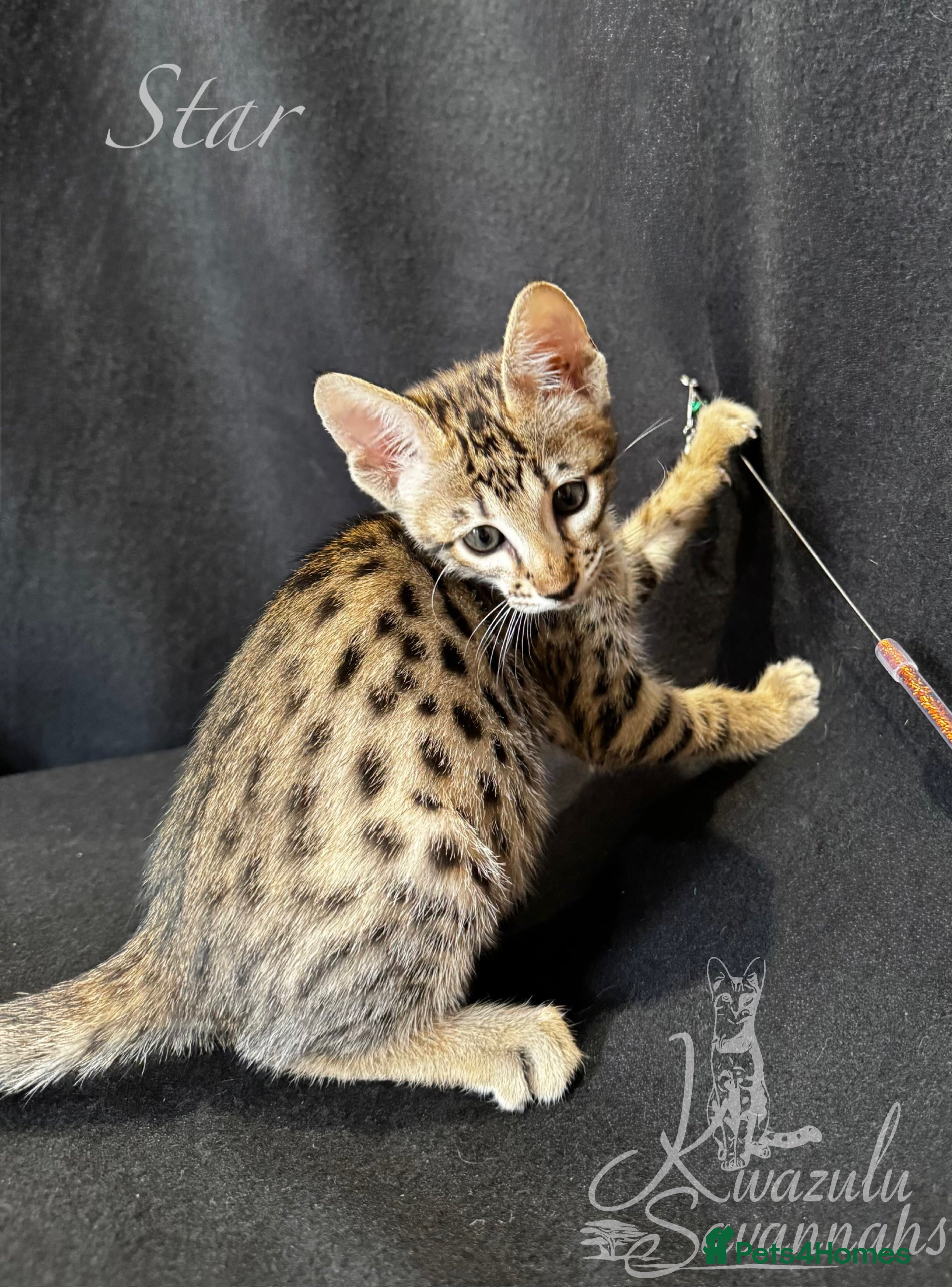 Savannah cats Excellent Quality Tica Registered Purebred kittens - Advert 1