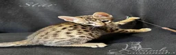 Savannah cats for sale: Excellent Quality Tica Registered Purebred kittens - Advert 1