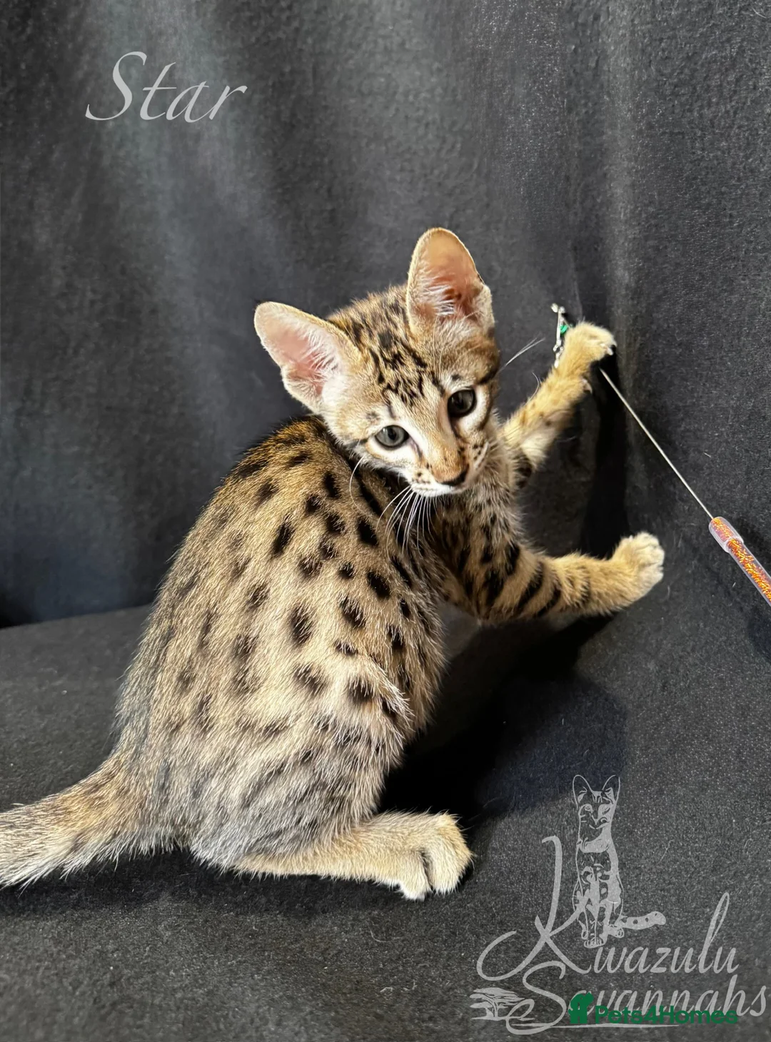 Savannah cats for sale: Excellent Quality Tica Registered Purebred kittens - Advert 1