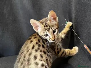 Savannah cats Excellent Quality Tica Registered Purebred kittens - Advert 1