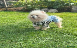 Pomeranian dogs for sale: White and Cream Pomeranian Boys in London - Image 8