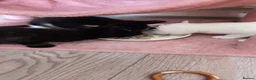 Mixed Breed cats for sale: 4 Beautiful Kittens are available to move in! - Advert 10