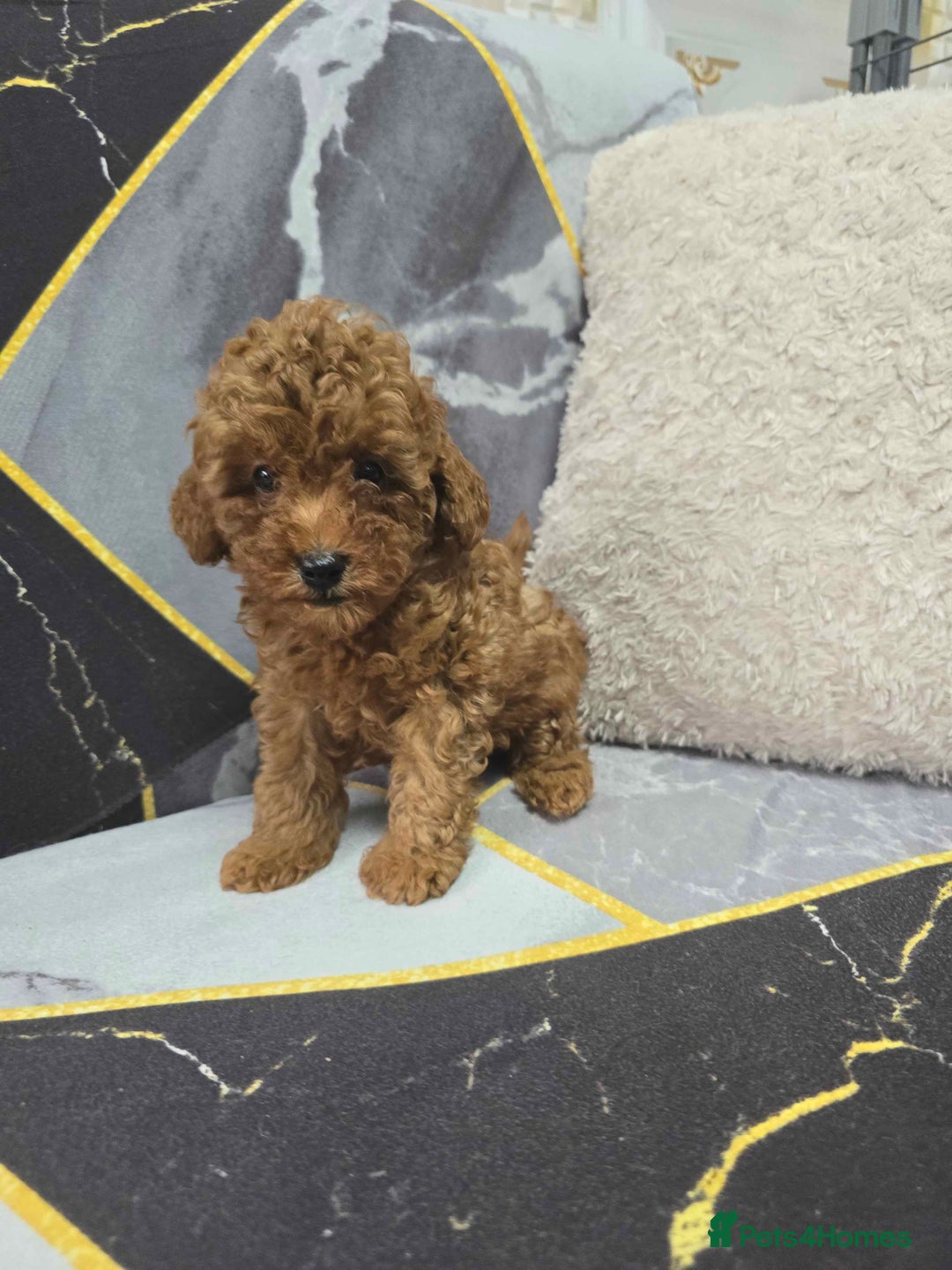 Toy Poodle dogs for sale: 3 Stuninngly cute red toy poodle puppies - Advert 14