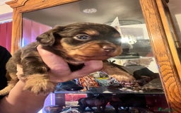 Miniature Dachshund dogs for sale: Stunning full pedigree Miniature Dachshunds  - Image 16