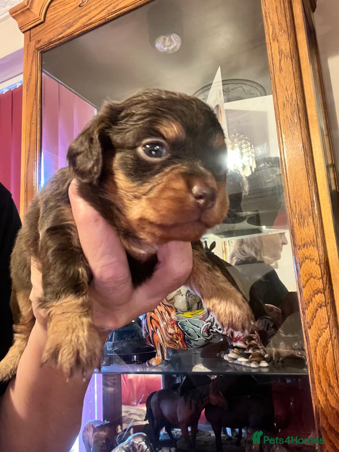 Miniature Dachshund dogs for sale: Stunning full pedigree Miniature Dachshunds  - Image 16