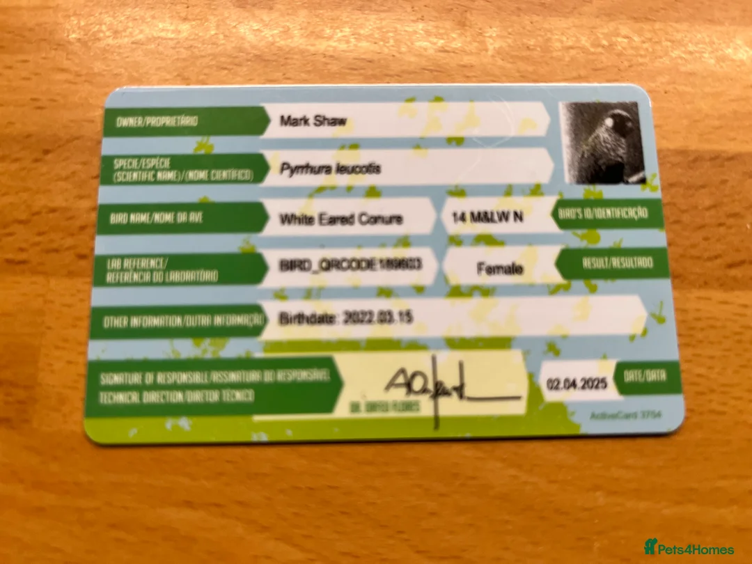 Conures birds for sale: Proven Breeding Pair of White-Eared conures  - Advert 5