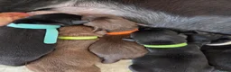 Labrador Retriever dogs for sale: Labrador Puppies  - Advert 3